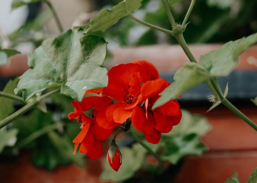 Grand Est Reims Exterior Detail