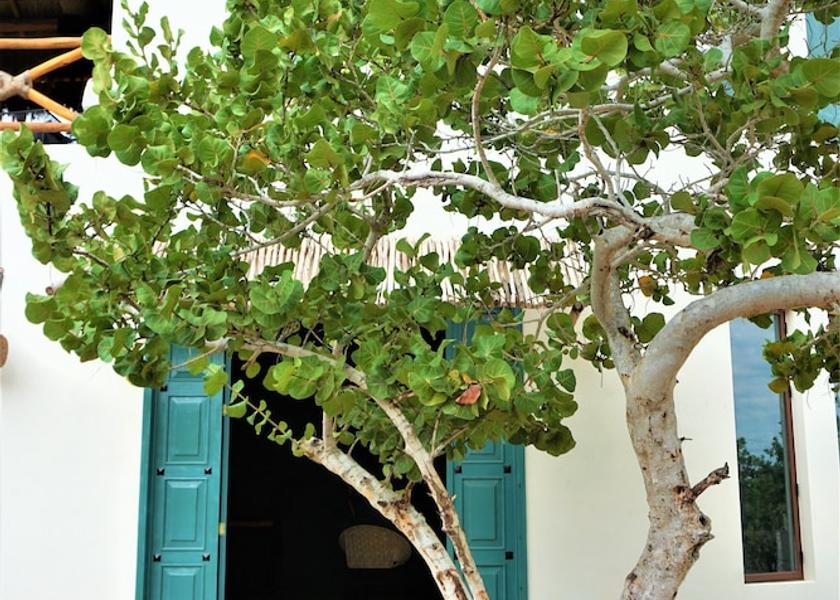 Quintana Roo Isla Holbox Exterior