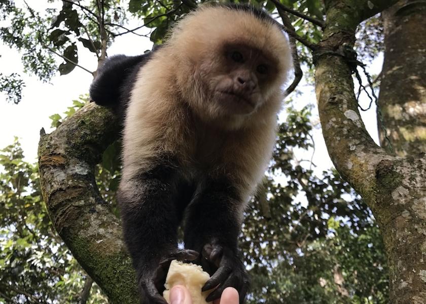 Puntarenas Monteverde Exterior Detail