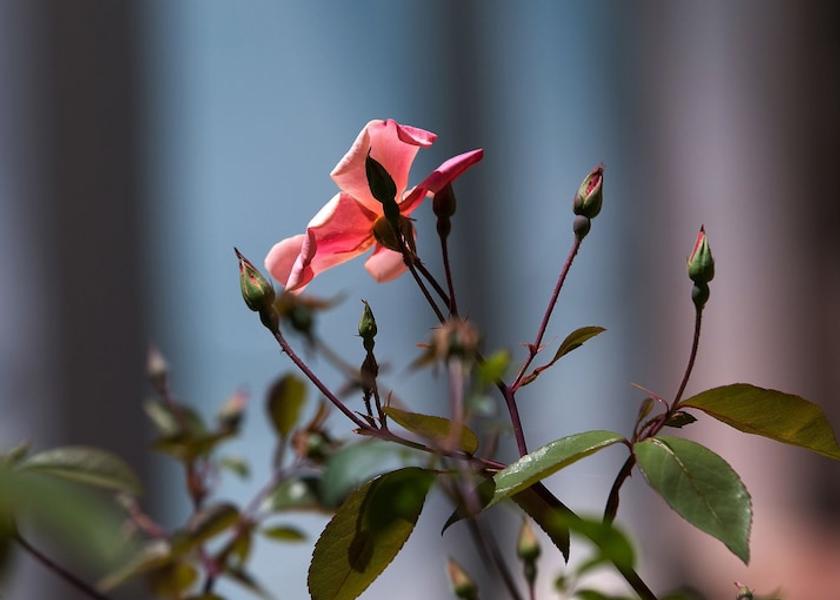 Campania Capri Property Grounds