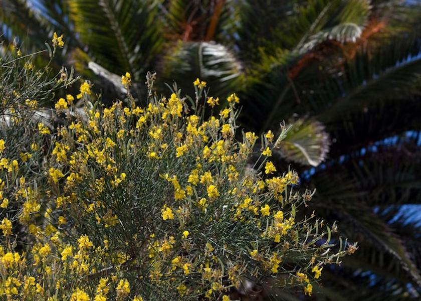 Campania Capri Garden