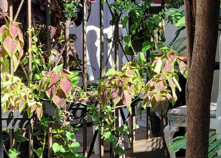 Santo Domingo Santo Domingo Interior Entrance
