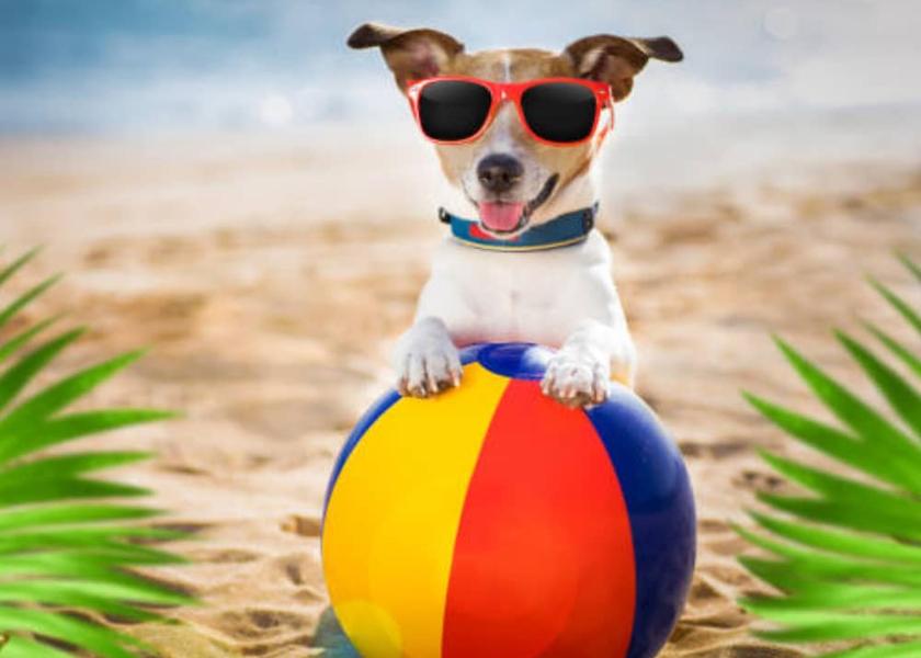 New Jersey North Wildwood Room