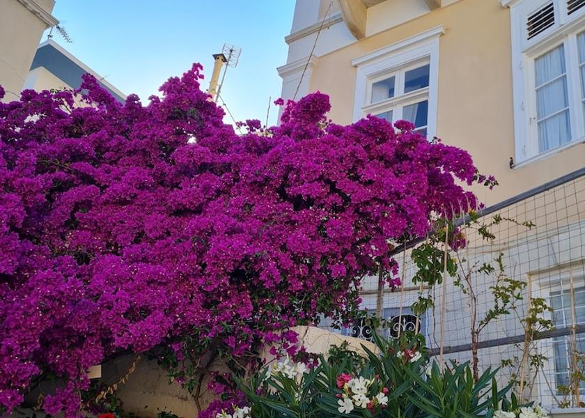 South Aegean Syros Terrace