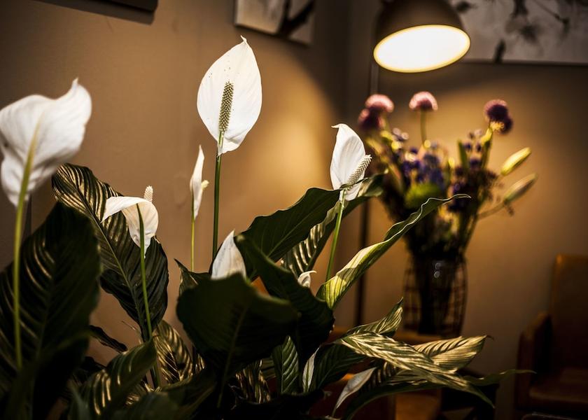 North Holland Haarlem Interior Entrance