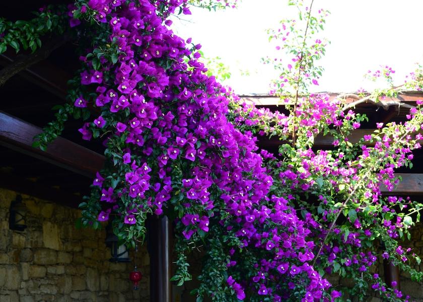 Çanakkale Bozcaada Garden