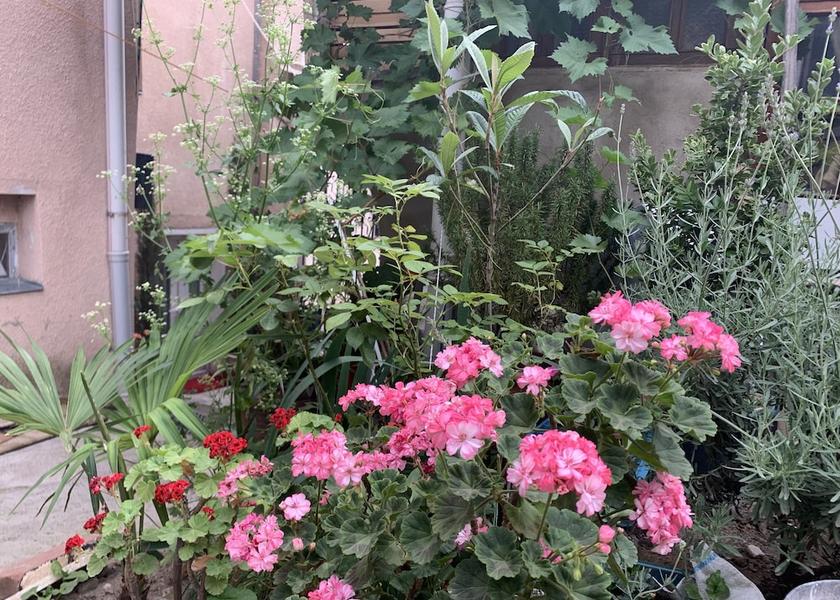  Tbilisi Garden