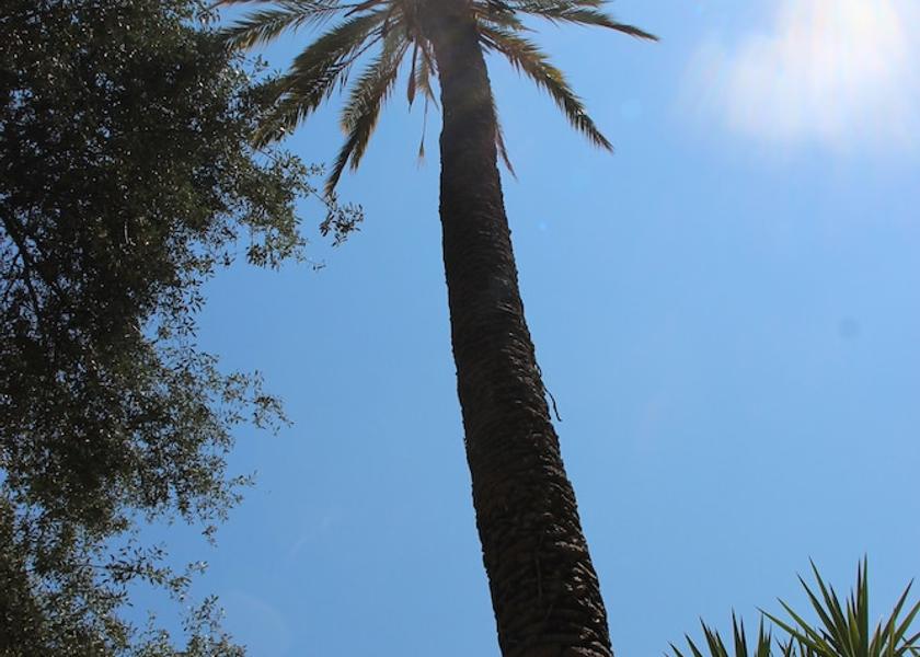Sicily Palermo Garden