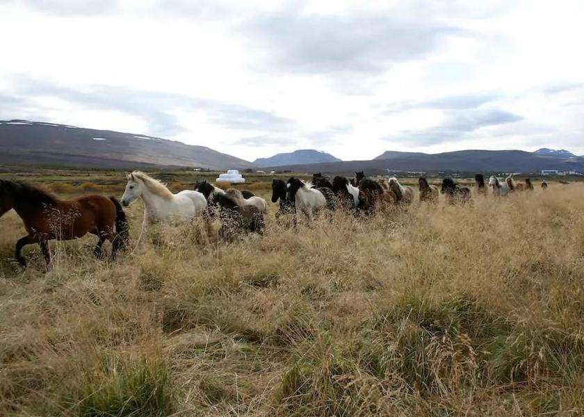 East Iceland Egilsstadir Property Grounds