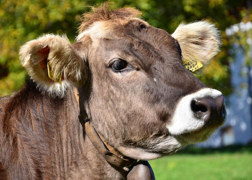 Trentino-Alto Adige Bressanone Exterior Detail
