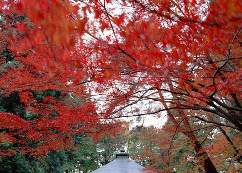 Iwate Hiraizumi View from Property