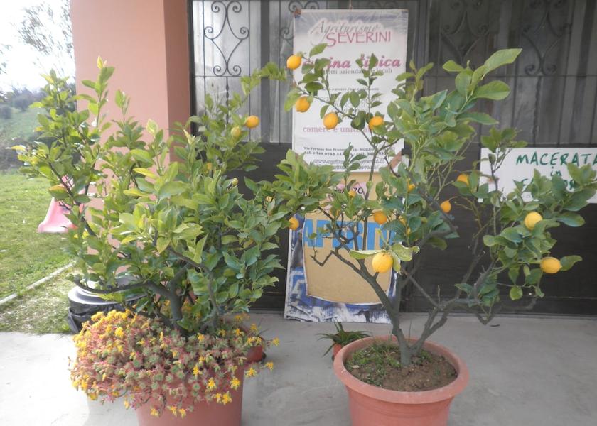 Marche Morrovalle Exterior Detail