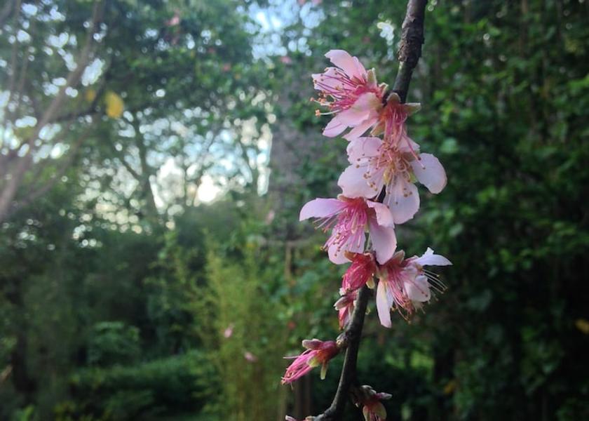  Arusha Exterior Detail