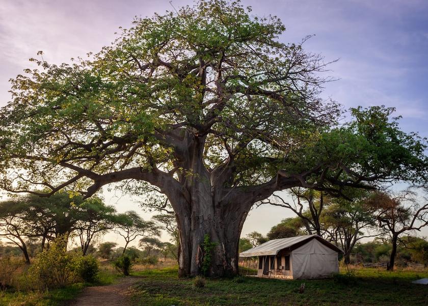  Tarangire National Park Room