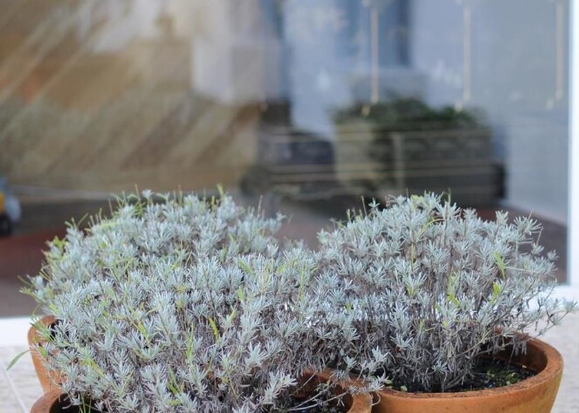 Cantabria Santona Exterior Detail