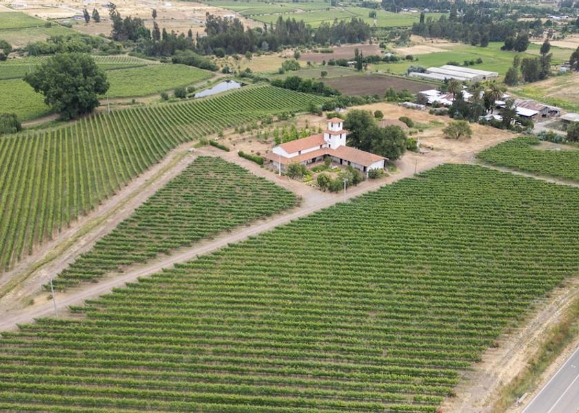 O'Higgins Region Rancagua Vineyard