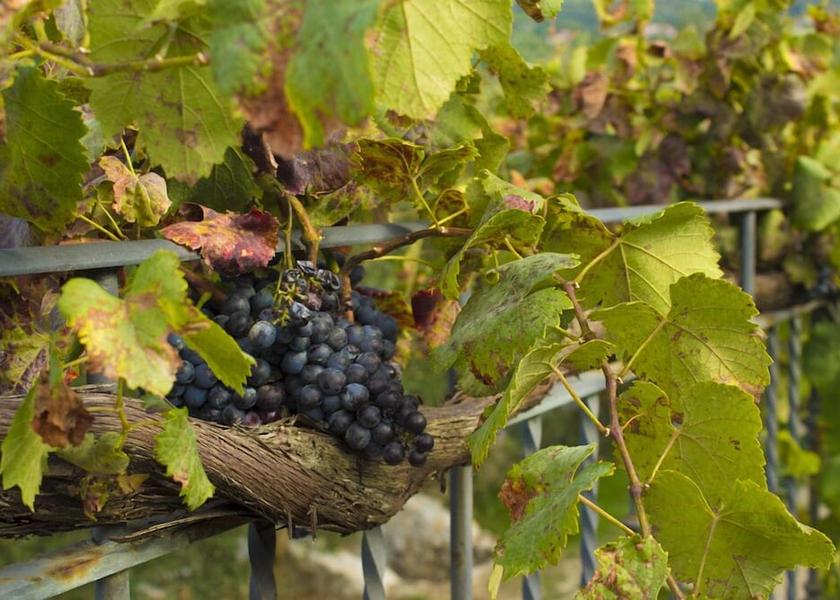 Lazio Serrone Exterior Detail