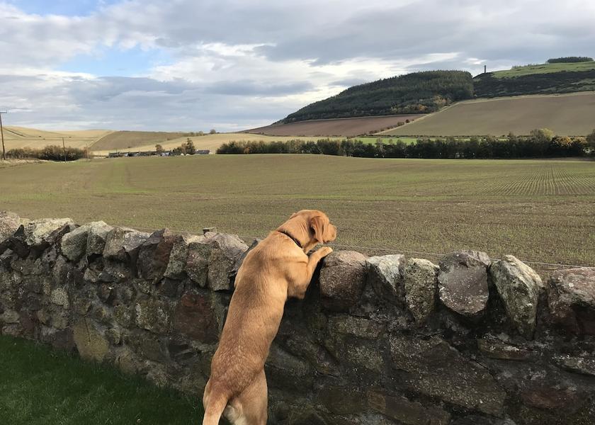 Scotland Cupar Exterior Detail