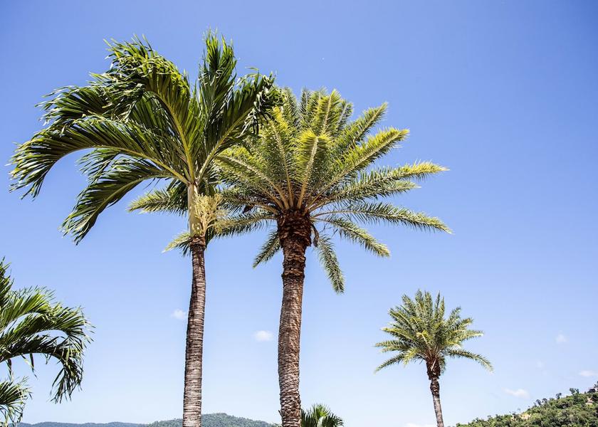 Queensland Airlie Beach Garden