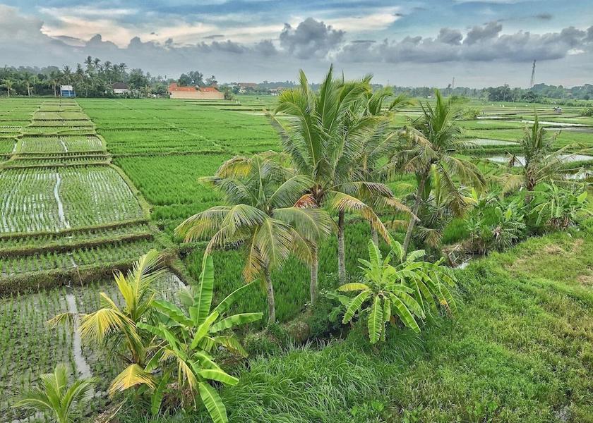 Bali Tabanan View from Property