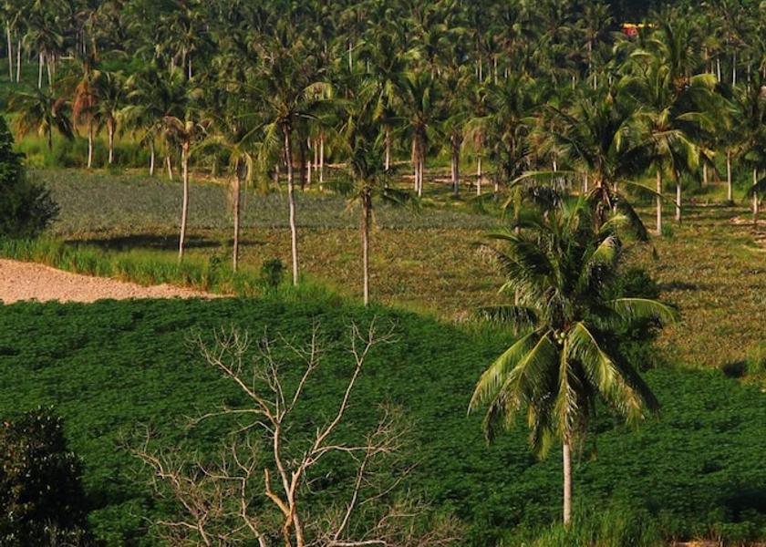 Chonburi pluak daeng Property Grounds