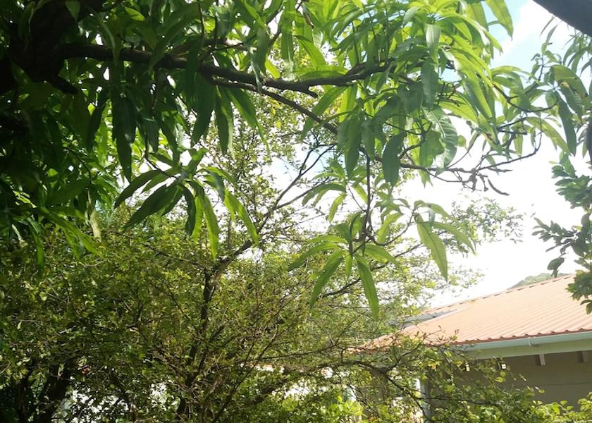  Gros Islet Property Grounds