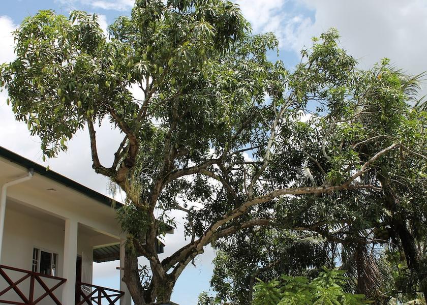  Paramaribo Exterior Detail