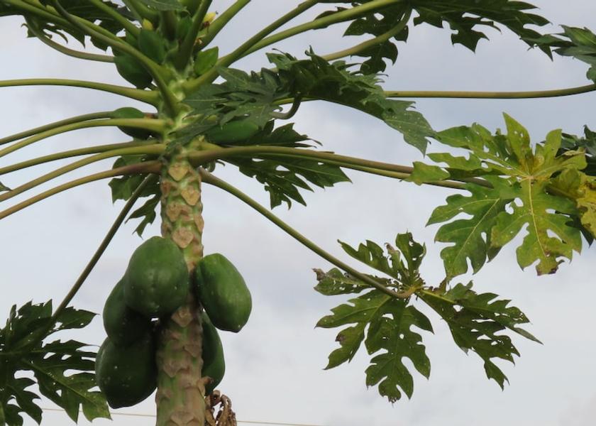 Risaralda Pereira Exterior Detail
