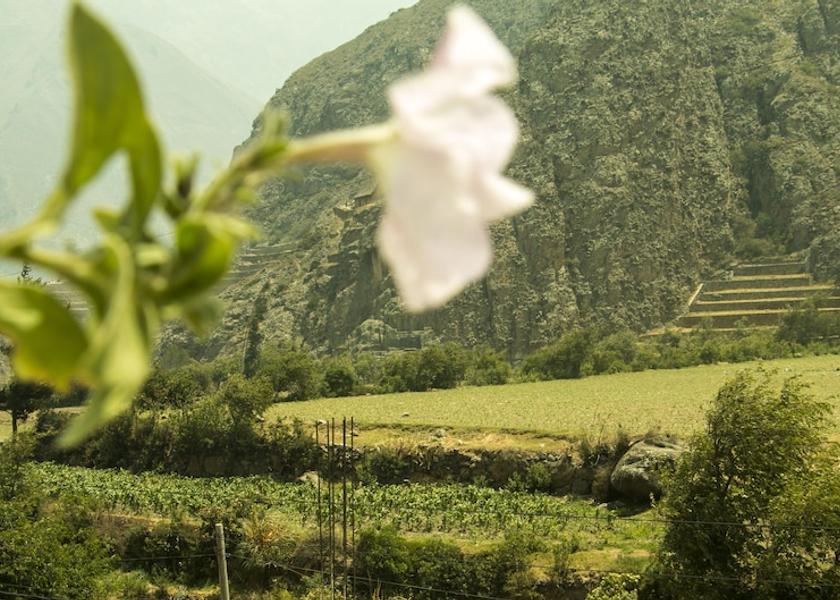Cusco (region) Ollantaytambo View from Property