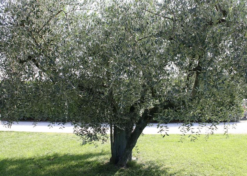 Umbria Bastia Umbra Exterior Detail