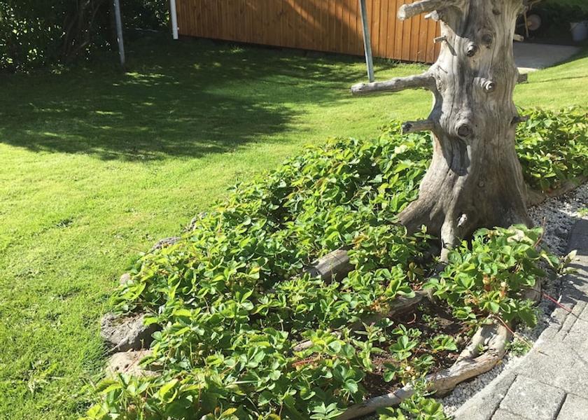 Westfjords Isafjordur Garden