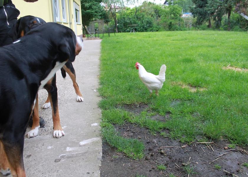 Hessen Bensheim Exterior Detail