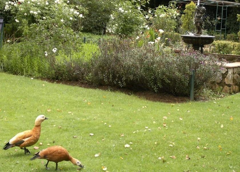 Mpumalanga Dullstroom Garden