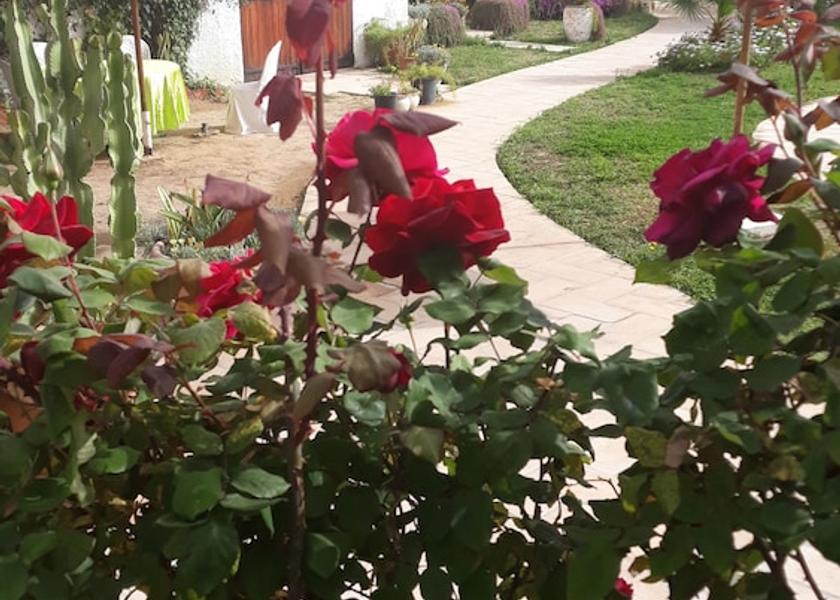  Nabeul Exterior Detail