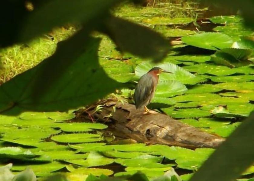 Puntarenas Golfito View from Property