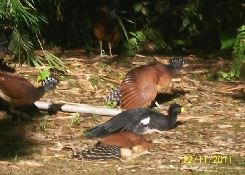 Puntarenas Golfito View from Property