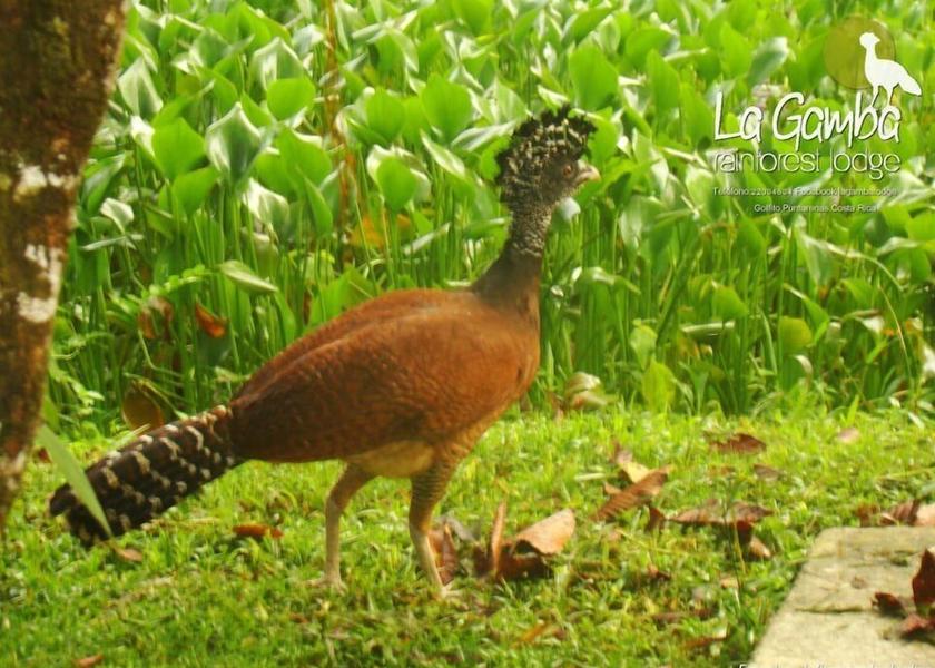 Puntarenas Golfito View from Property