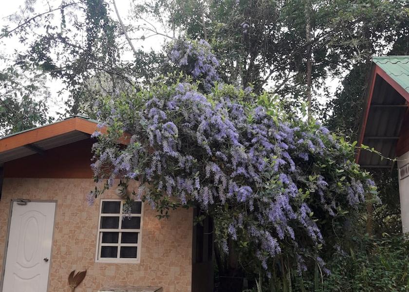 Ratchaburi Suan Phueng Room