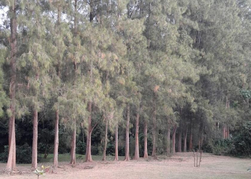 Ratchaburi Suan Phueng Property Grounds
