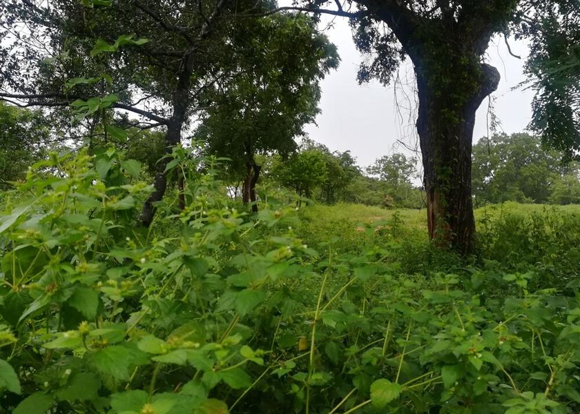 Hambantota District Tissamaharama Exterior Detail