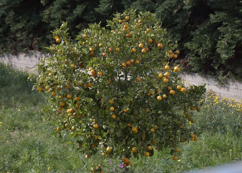 Attica Markopoulo Mesogaias Facade