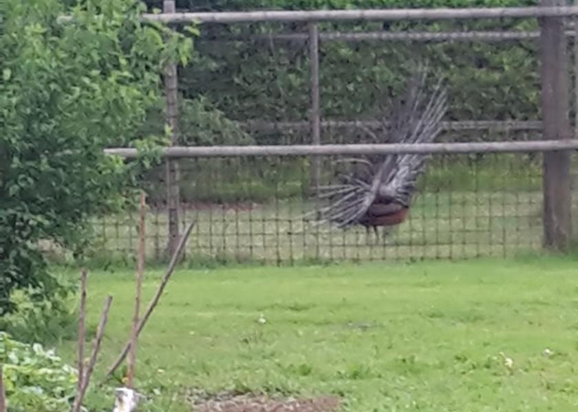 Veneto Castelfranco Veneto Exterior Detail