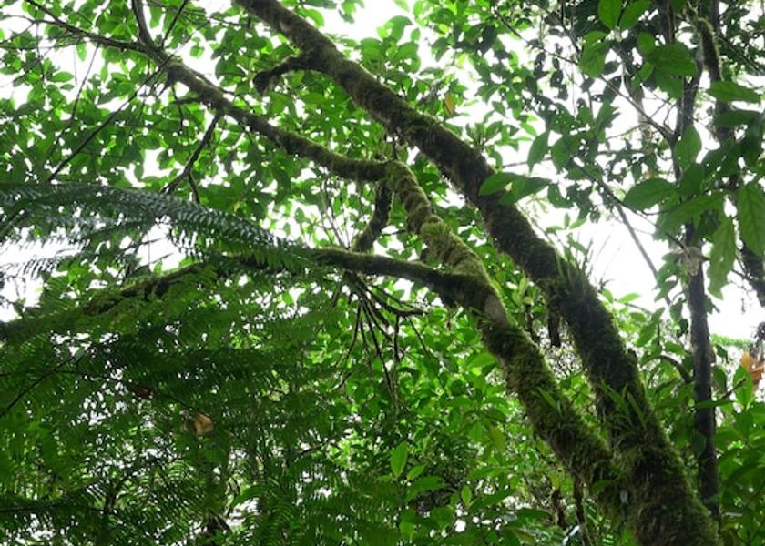 Alajuela Bijagua Point of interest