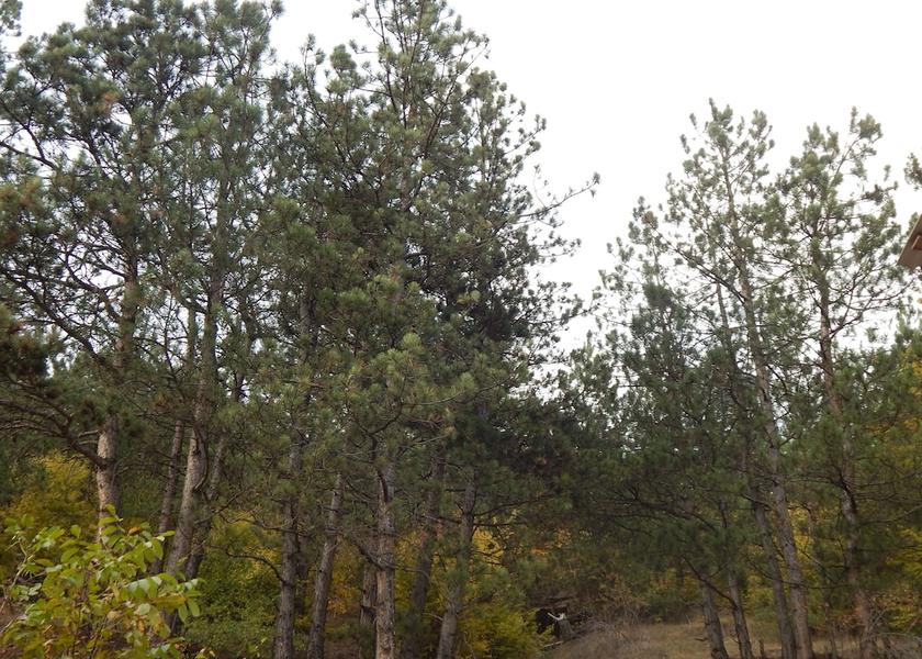  Dilijan Property Grounds