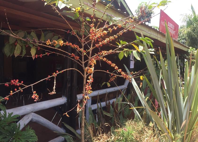 Kiambu County Thika Garden
