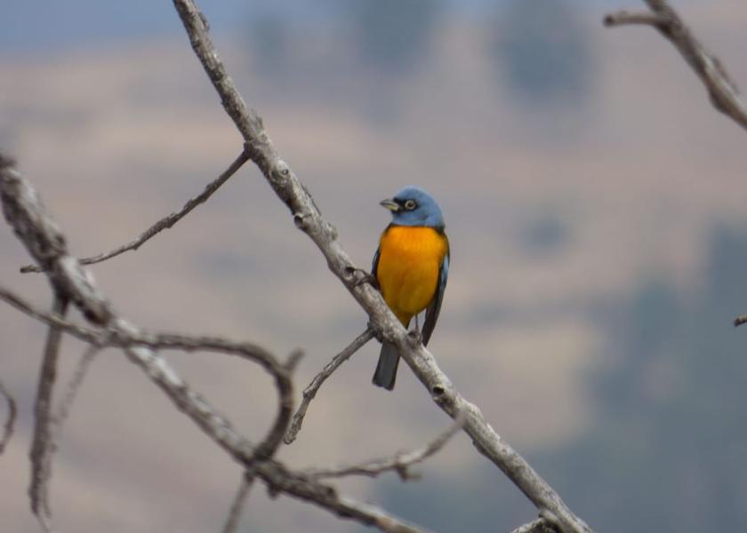 Chuquisaca Sucre Exterior Detail
