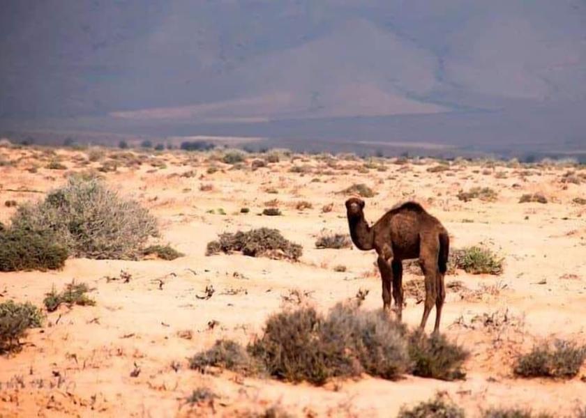  Asrir Exterior Detail