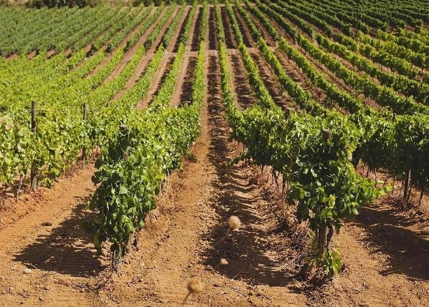 Sicily Siculiana Winery