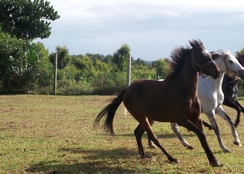  Toamasina Property Grounds