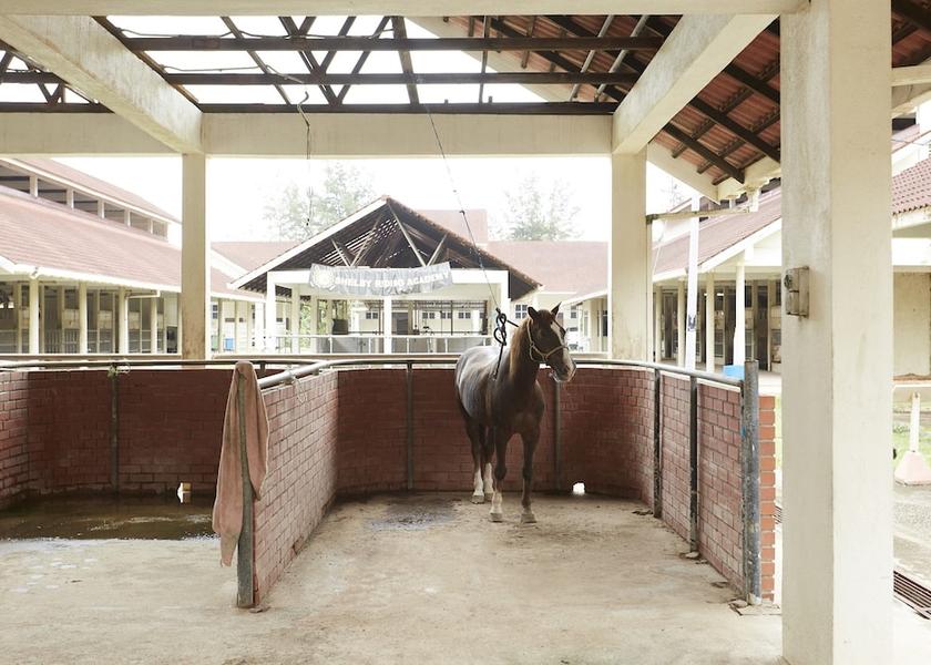 Terengganu Kuala Terengganu Horse Riding